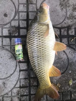 秋天釣魚用什麼味釣黑坑？秋天釣魚該選擇哪些顏色搭配餌料？