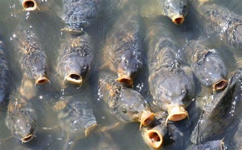 鯉魚沒有鱗片怎麼喫？如果鯉魚變得如綿羊般溫順會怎樣？